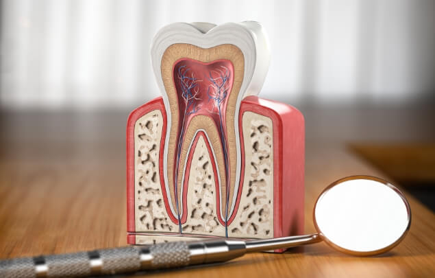 Model of the inner layers of a tooth