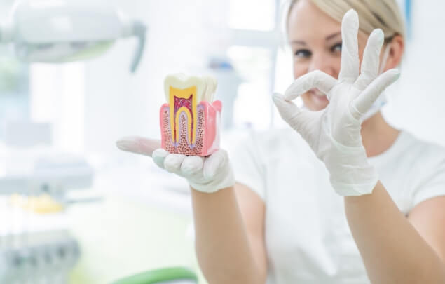 Dentist making okay sign with one hand and holding a tooth model in the other